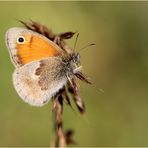 Kleines Wiesenvögelchen (Coenonympha pamphilus)...