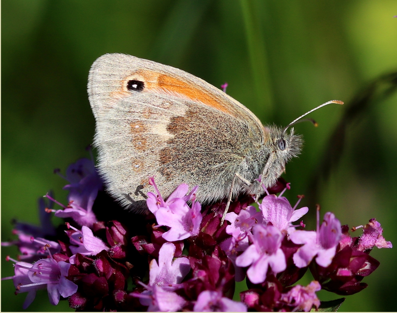 Kleines Wiesenvögelchen (Coenonympha pamphilus)...