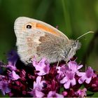 Kleines Wiesenvögelchen (Coenonympha pamphilus)...