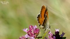 Kleines Wiesenvögelchen -  Coenonympha pamphilus