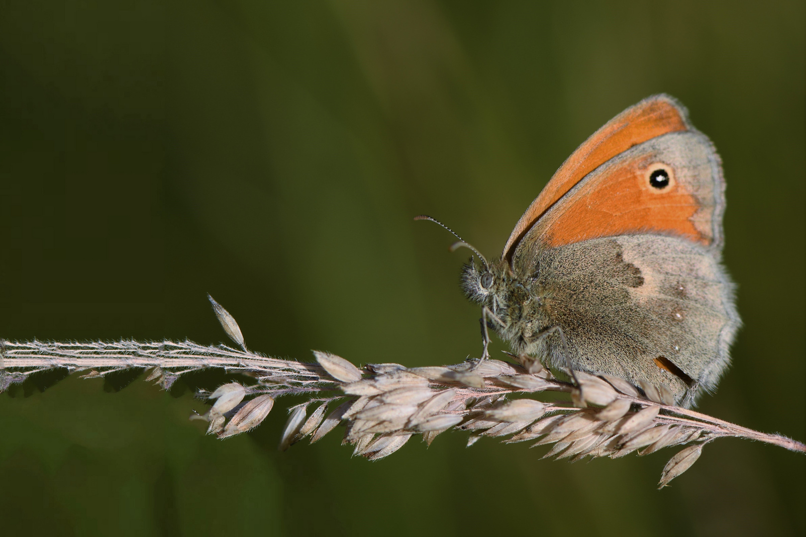 Kleines Wiesenvögelchen ( Coenonympha pamphilus) 