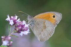 Kleines Wiesenvögelchen (Coenonympha pamphilus)