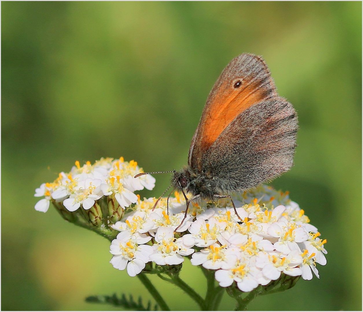 Kleines Wiesenvögelchen (Coenonympha pamphilus).