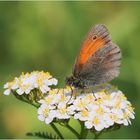 Kleines Wiesenvögelchen (Coenonympha pamphilus).