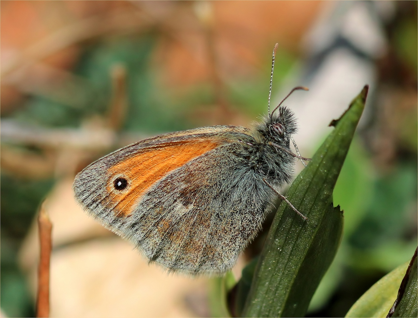 Kleines Wiesenvögelchen (Coenonympha pamphilus).