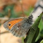 Kleines Wiesenvögelchen (Coenonympha pamphilus).