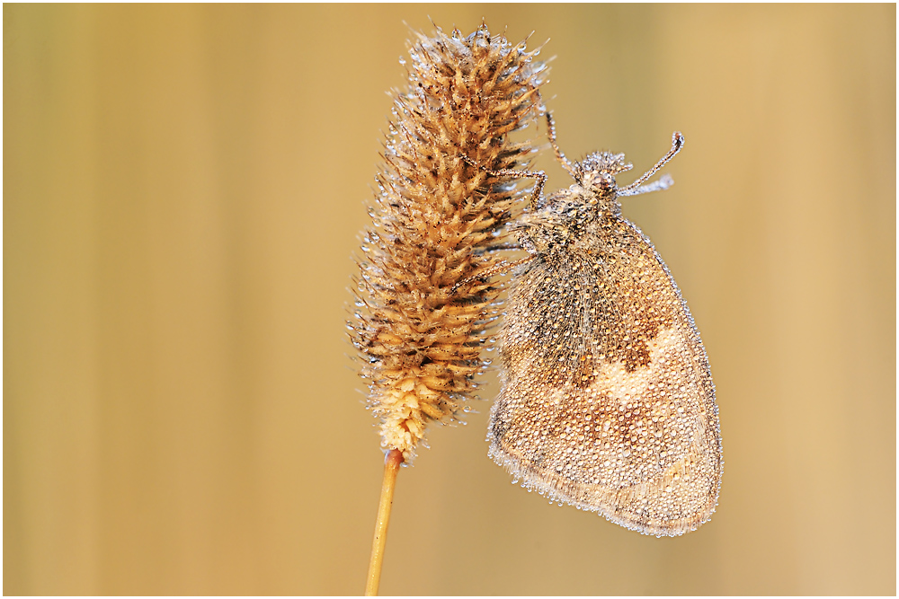 Kleines Wiesenvögelchen (Coenonympha pamphilus)