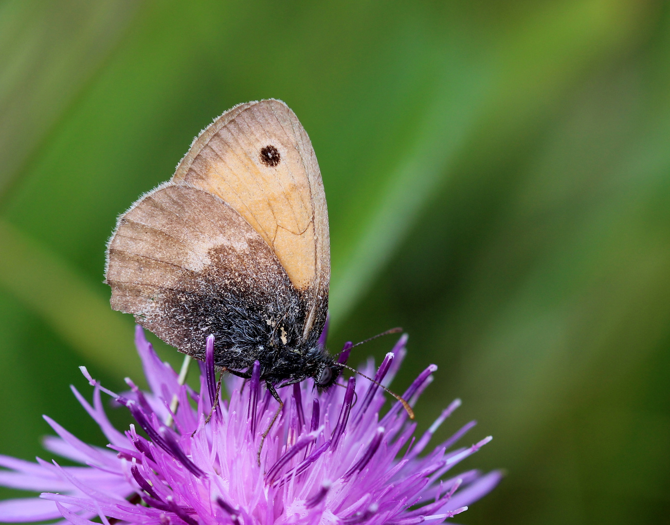 Kleines Wiesenvögelchen (Coenonympha pamphilus).