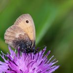 Kleines Wiesenvögelchen (Coenonympha pamphilus).