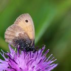 Kleines Wiesenvögelchen (Coenonympha pamphilus).