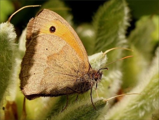 'Kleines Wiesenvögelchen' (Coenonympha pamphilus)...