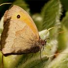 'Kleines Wiesenvögelchen' (Coenonympha pamphilus)...