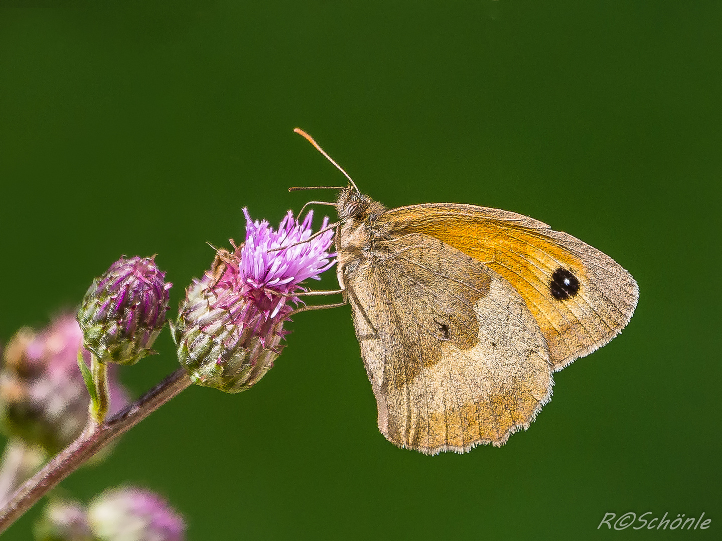 Kleines Wiesenvögelchen (Coenonympha pamphilus)