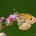 Kleines Wiesenvögelchen (Coenonympha pamphilus)