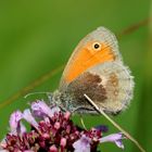 Kleines Wiesenvögelchen (Coenonympha pamphilus)