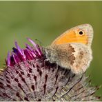 Kleines Wiesenvögelchen (Coenonympha pamphilus)...