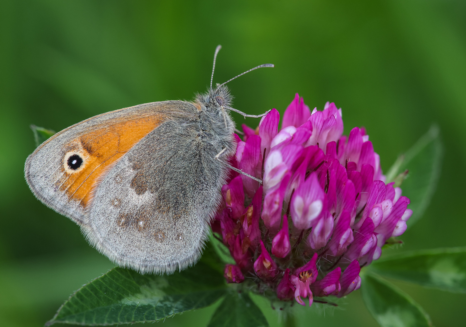 Kleines Wiesenvögelchen (Coenonympha pamphilus)