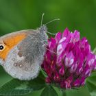 Kleines Wiesenvögelchen (Coenonympha pamphilus)