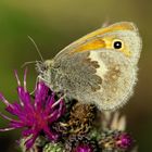 Kleines Wiesenvögelchen (Coenonympha pamphilus)