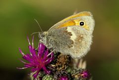 Kleines Wiesenvögelchen (Coenonympha pamphilus)