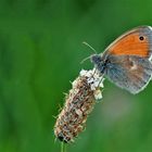 Kleines Wiesenvögelchen ( Coenonympha pamphilus )