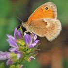 Kleines Wiesenvögelchen (Coenonympha pamphilus)