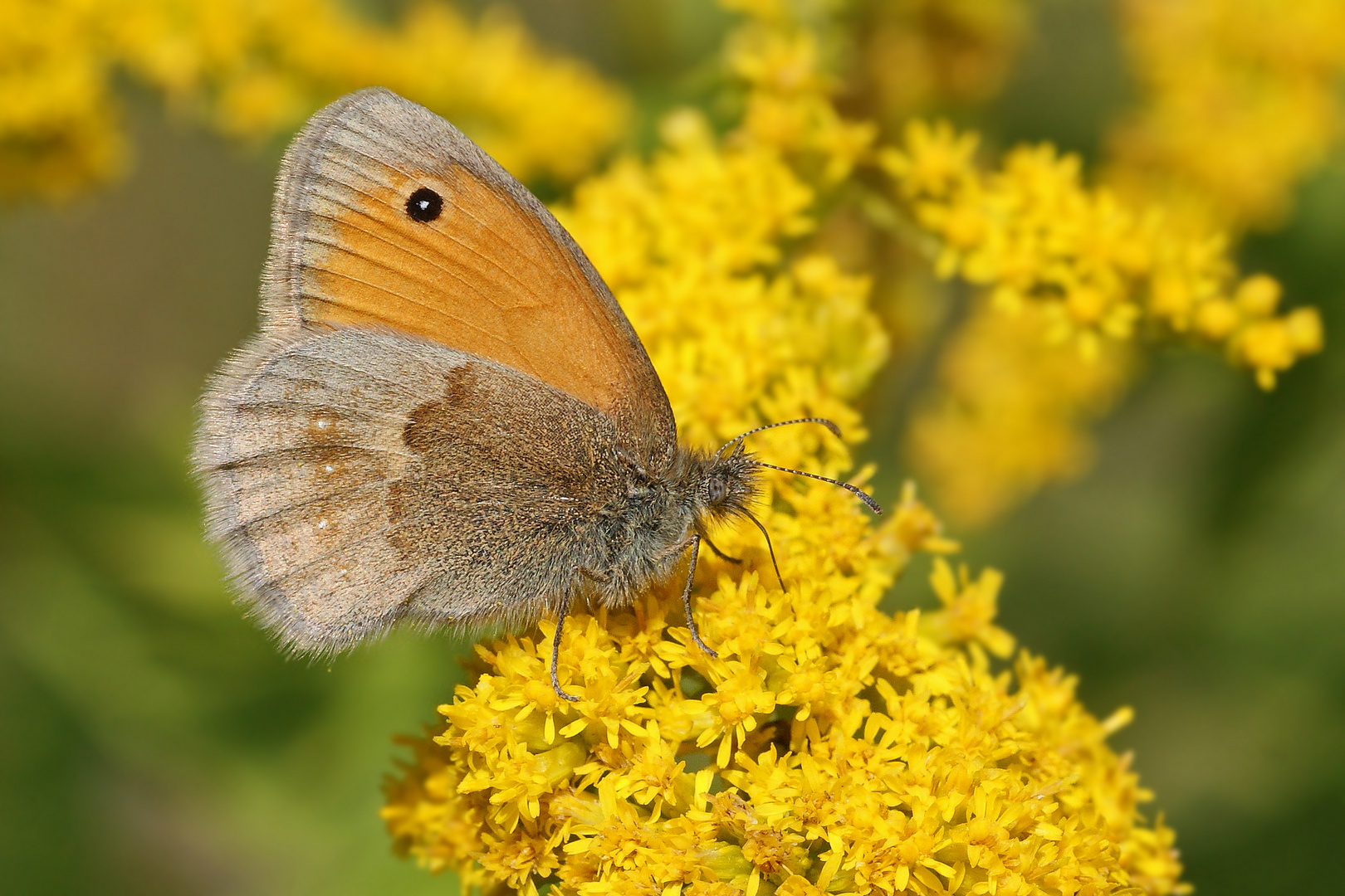 Kleines Wiesenvögelchen (Coenonympha pamphilus)