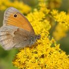 Kleines Wiesenvögelchen (Coenonympha pamphilus)