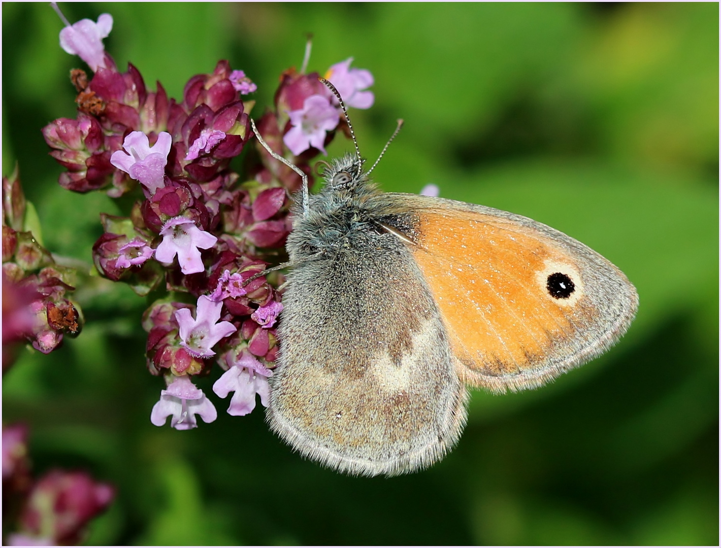 Kleines Wiesenvögelchen (Coenonympha pamphilus).