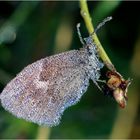 Kleines Wiesenvögelchen (Coenonympha pamphilus)...