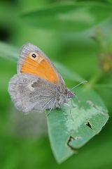 Kleines Wiesenvögelchen (Coenonympha pamphilus)