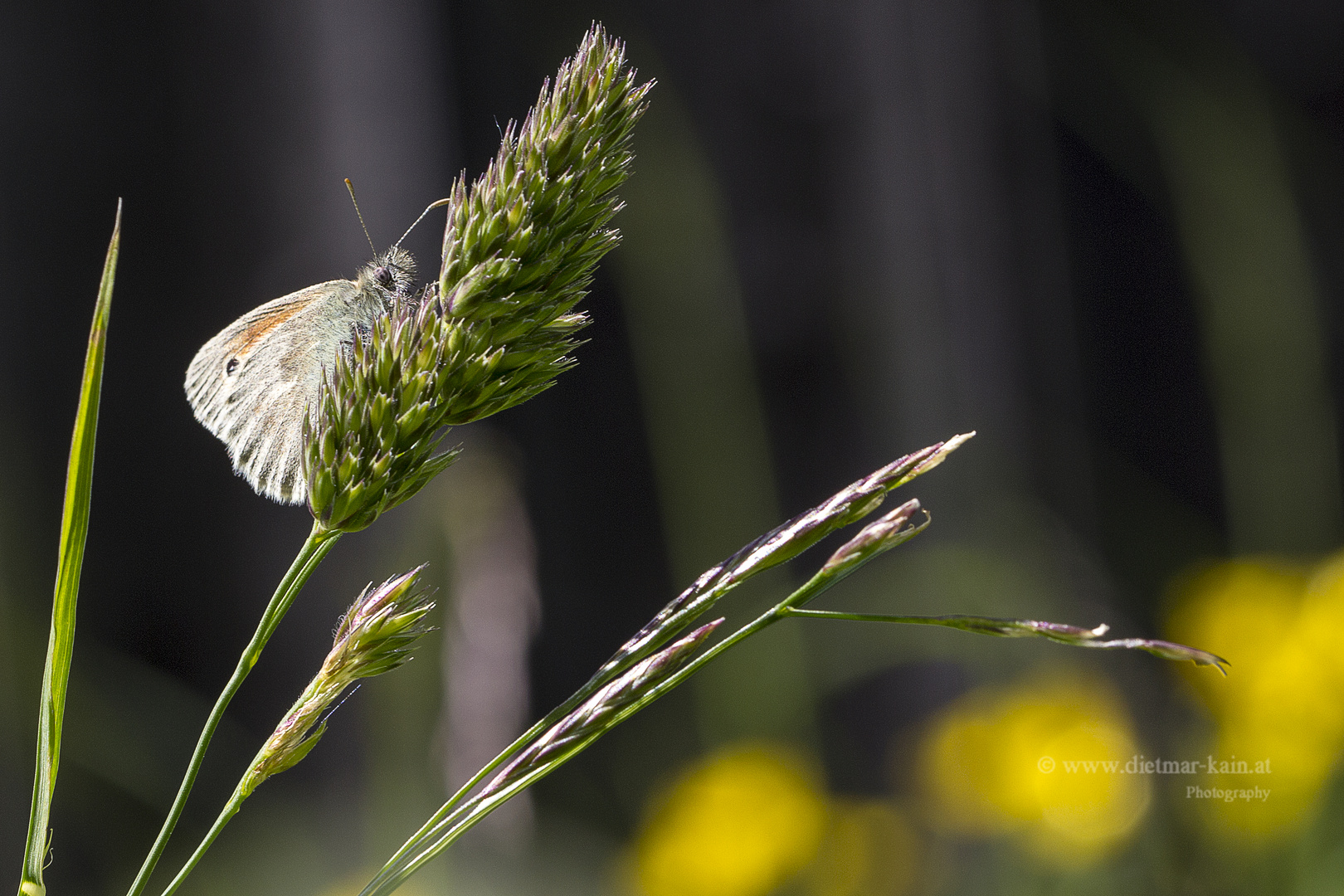 Kleines Wiesenvögelchen (Coenonympha pamphilus) auch Kleiner Heufalter 1