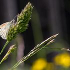 Kleines Wiesenvögelchen (Coenonympha pamphilus) auch Kleiner Heufalter 1