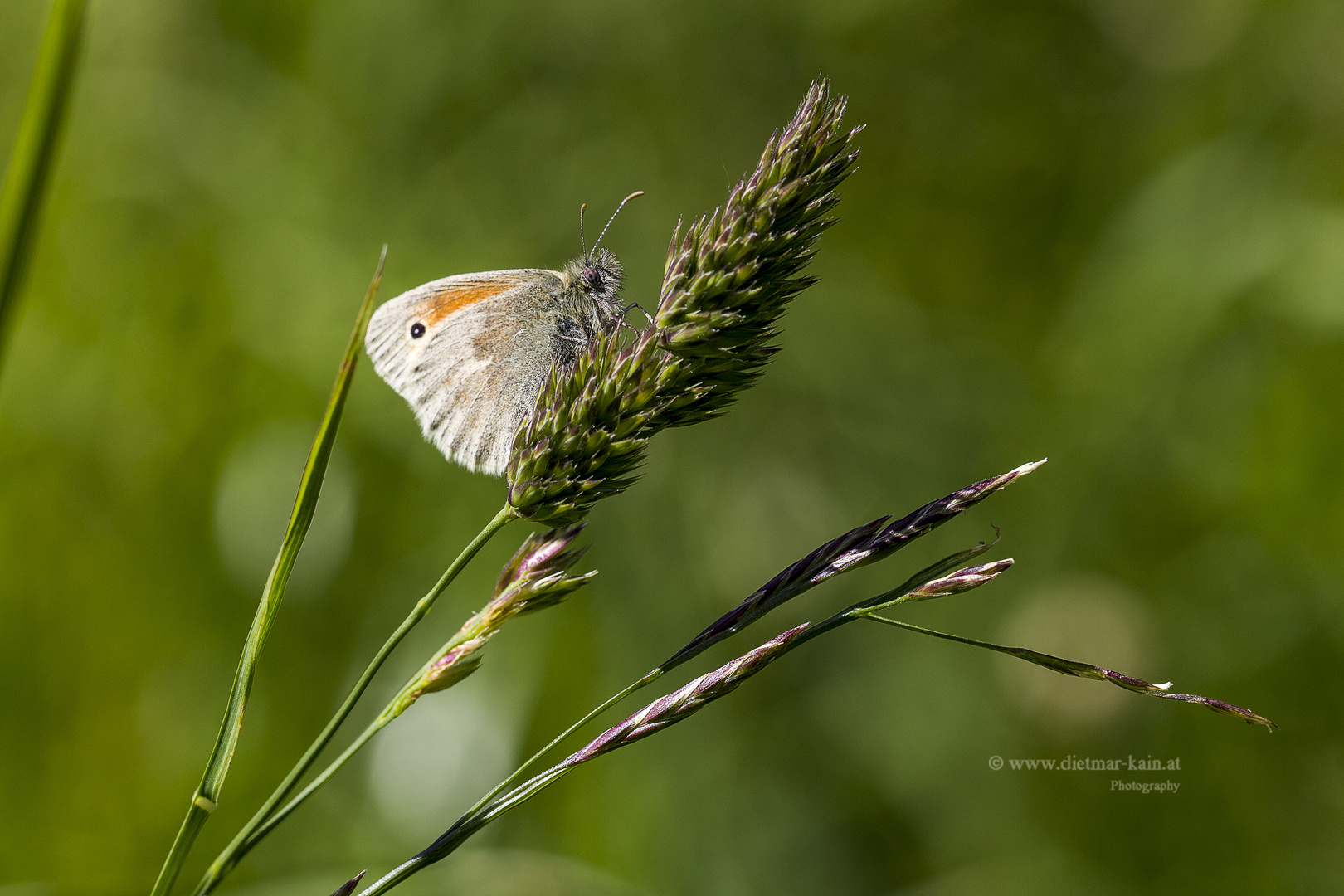 Kleines Wiesenvögelchen (Coenonympha pamphilus) auch Kleiner Heufalter 2