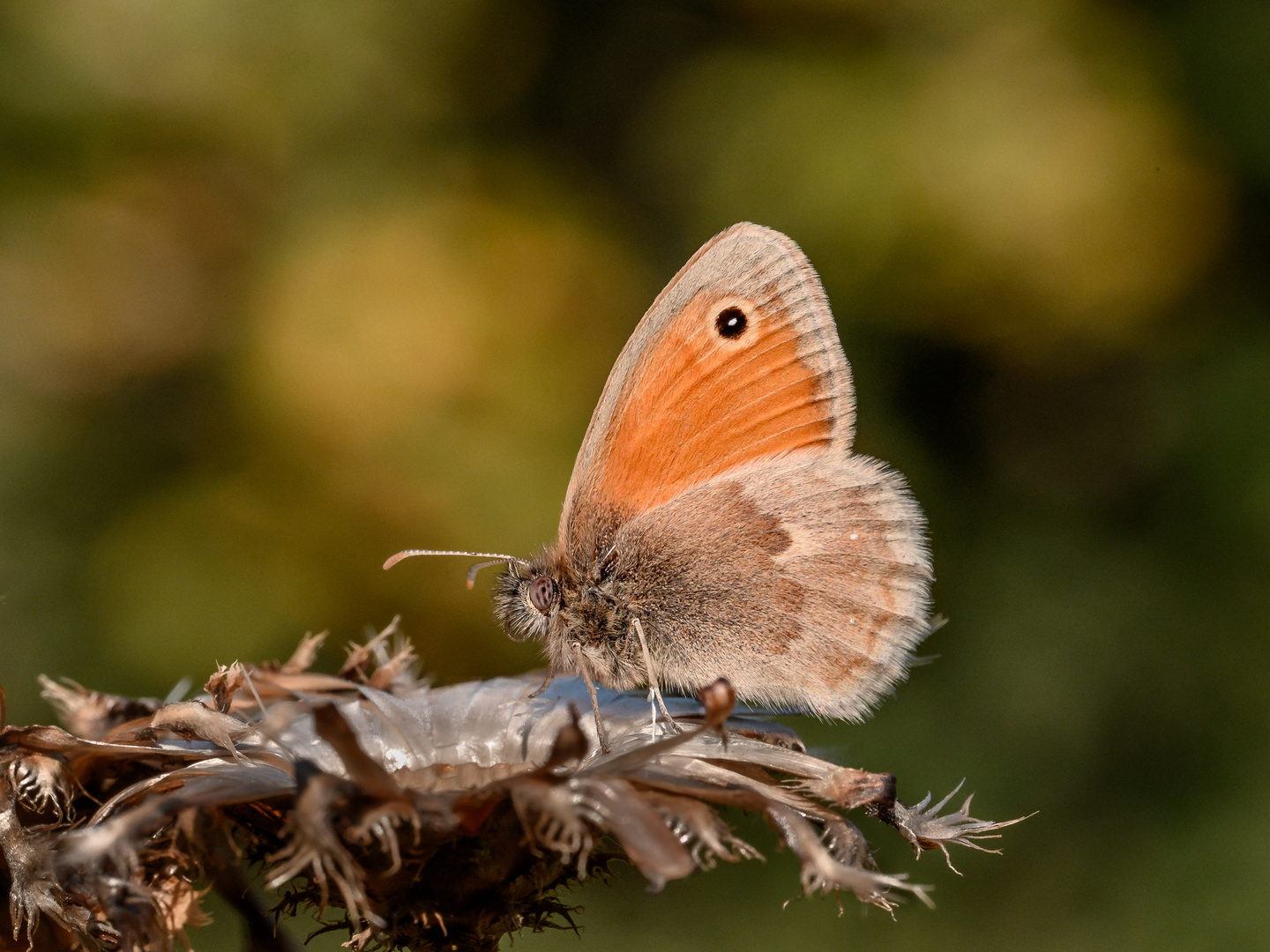 "Kleines Wiesenvögelchen" (Coenonympha pamphilus) auf Silberdistel (Carlina acaulis)