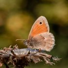 "Kleines Wiesenvögelchen" (Coenonympha pamphilus) auf Silberdistel (Carlina acaulis)