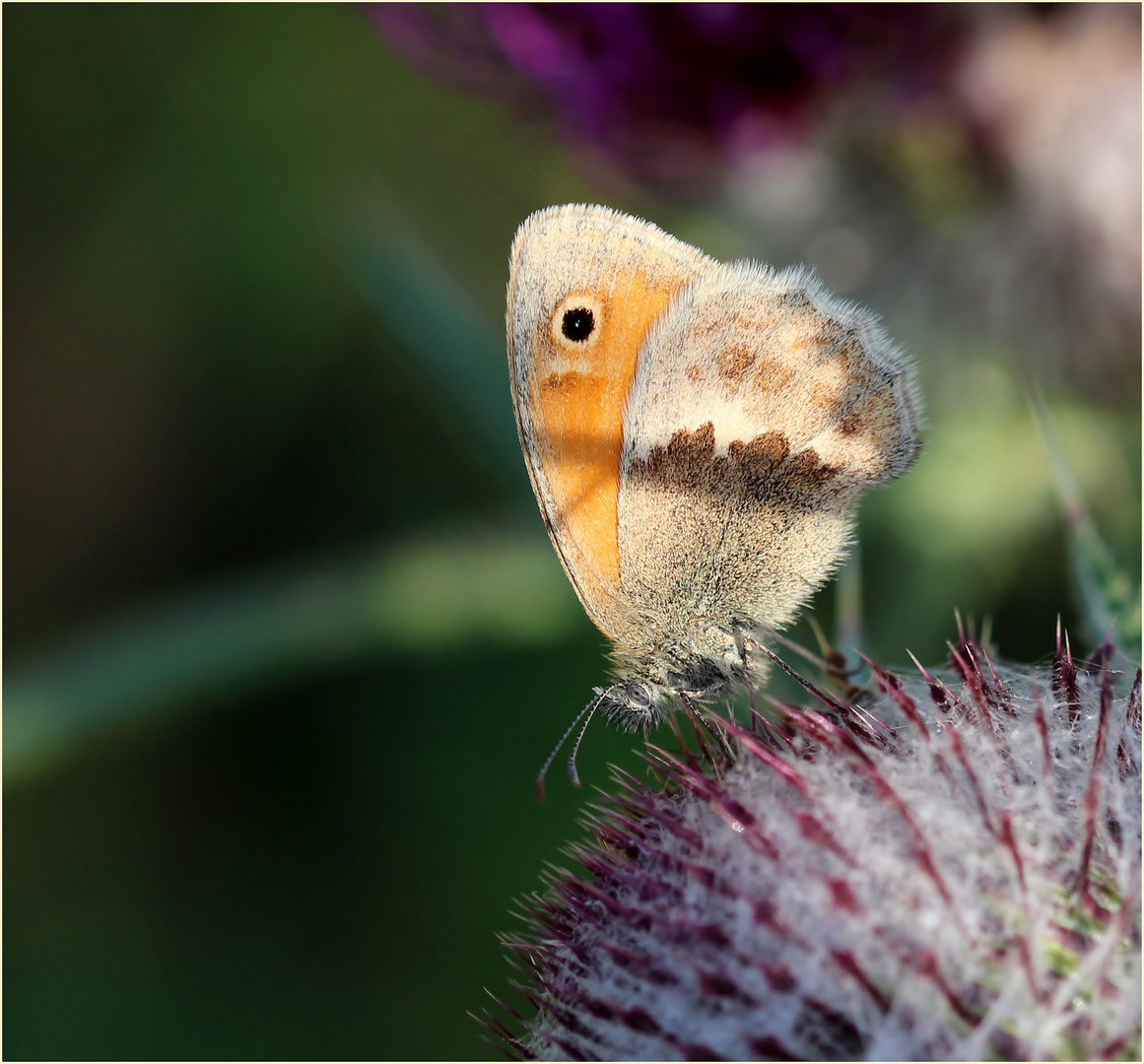 Kleines Wiesenvögelchen (Coenonympha pamphilus)...