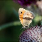 Kleines Wiesenvögelchen (Coenonympha pamphilus)...