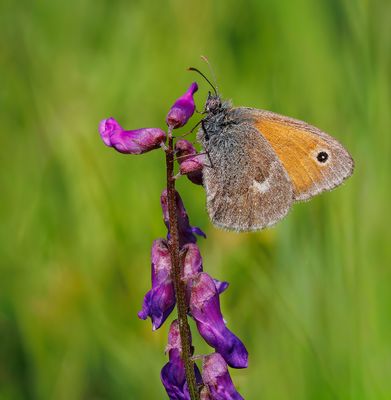 Kleines Wiesenvögelchen (Coenonympha pamphilus)