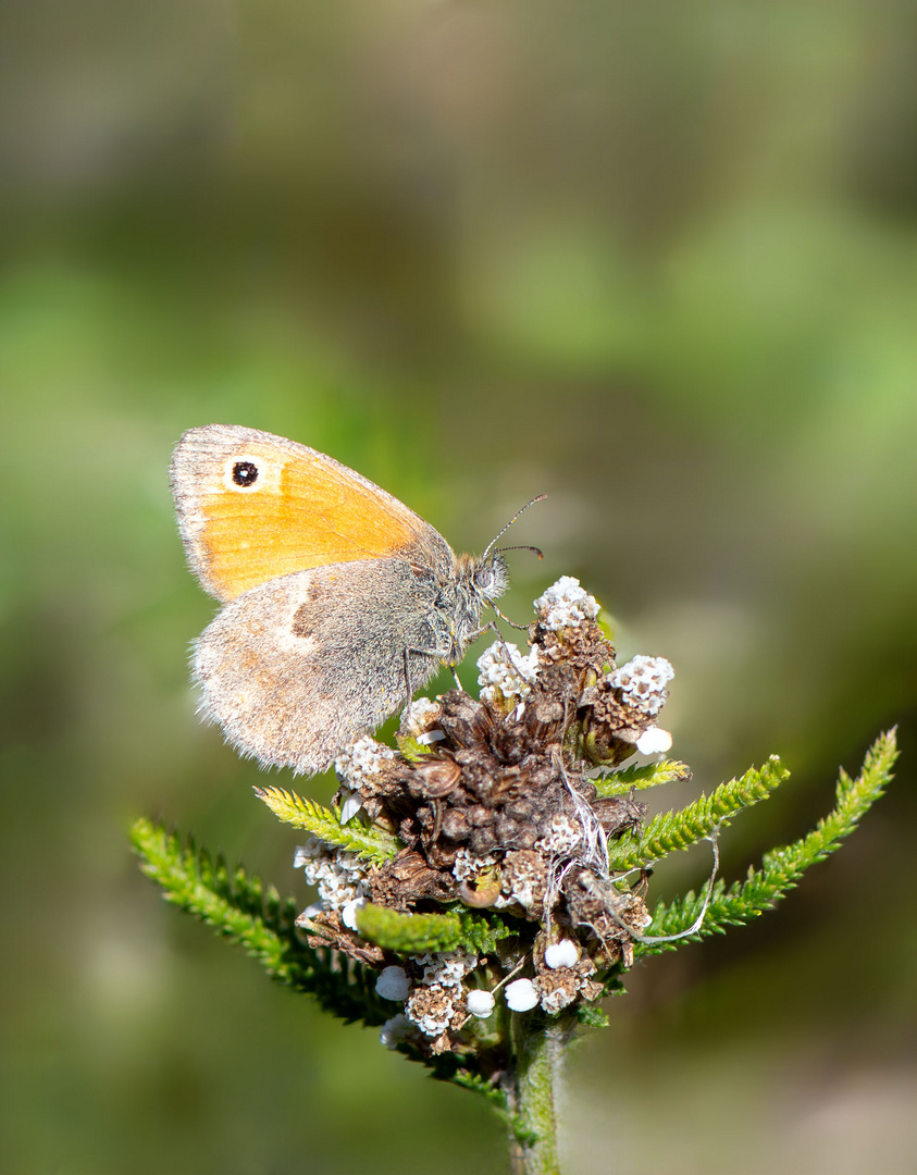 Kleines Wiesenvögelchen ( Coenonympha pamphilus) 