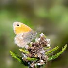 Kleines Wiesenvögelchen ( Coenonympha pamphilus) 