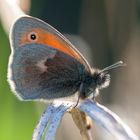 Kleines Wiesenvögelchen (Coenonympha pamphilus)