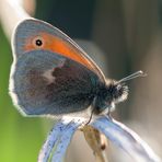 Kleines Wiesenvögelchen (Coenonympha pamphilus)