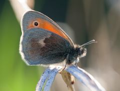 Kleines Wiesenvögelchen (Coenonympha pamphilus)