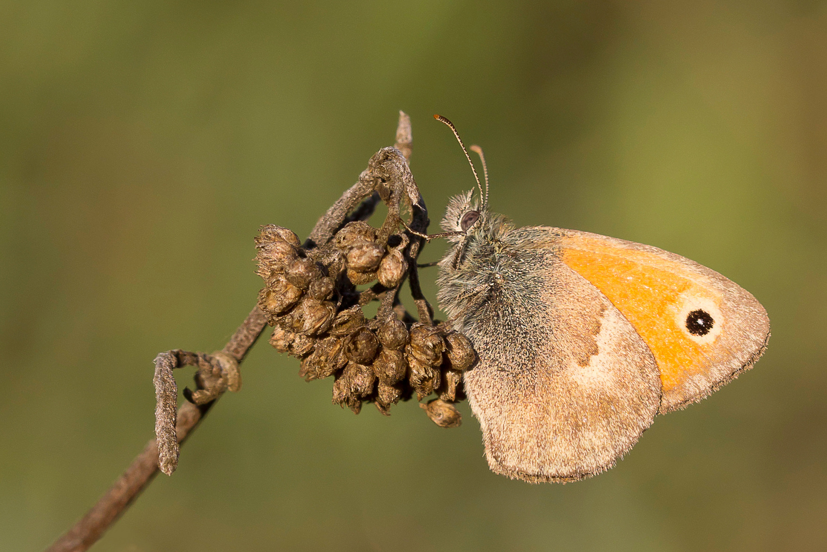 Kleines Wiesenvögelchen (Coenonympha pamphilus)