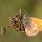 Kleines Wiesenvögelchen (Coenonympha pamphilus)