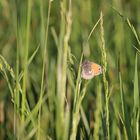 Kleines Wiesenvögelchen - Coenonympha pamphilus