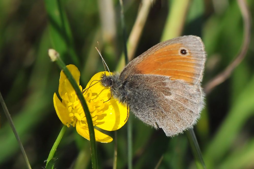 Kleines Wiesenvögelchen  (Coenonympha pamphilus)