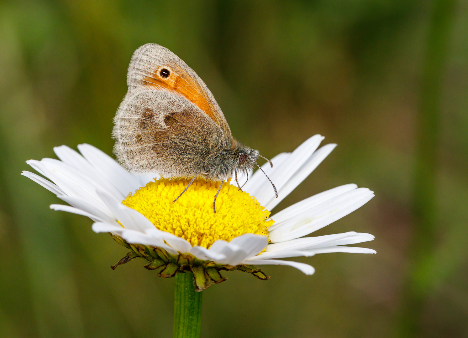 Kleines Wiesenvögelchen (Coenonympha pamphilus)