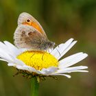 Kleines Wiesenvögelchen (Coenonympha pamphilus)